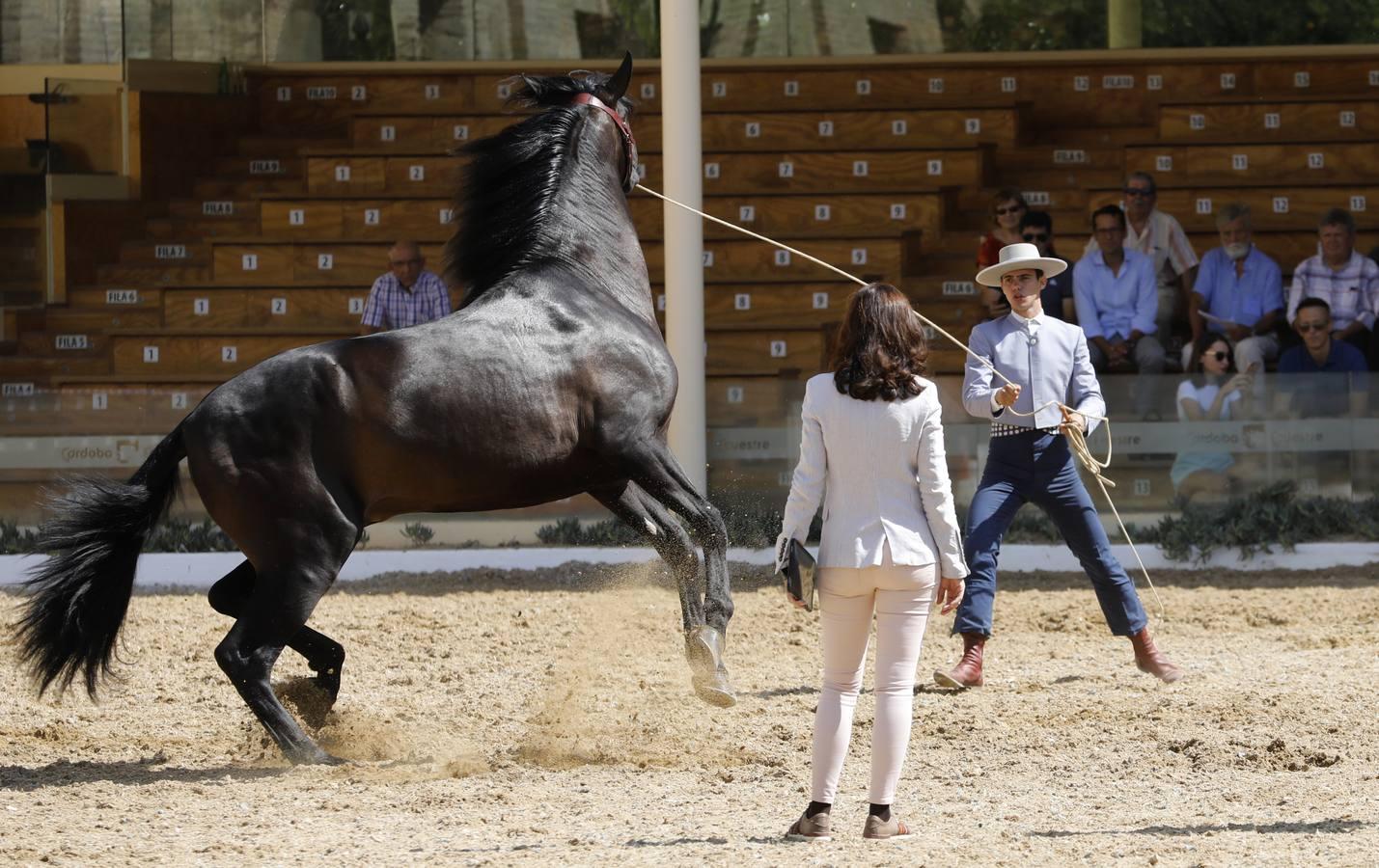 La primera jornada de Cabalcor, en imágenes