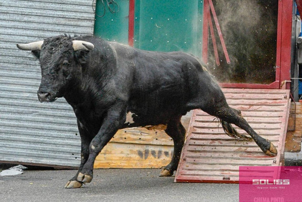 Encierro y recortadores en Numancia de la Sagra