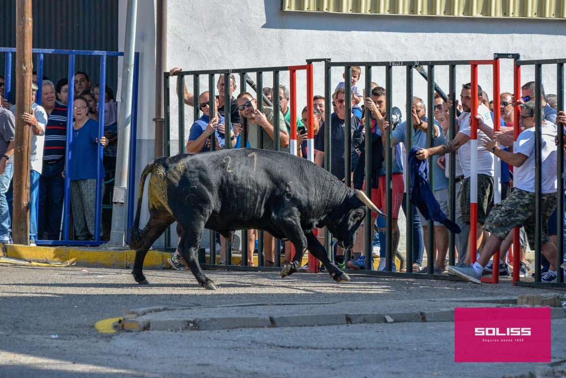 El encierro de Cobeja, en imágenes