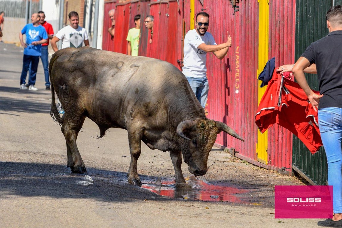 El encierro de Cobeja, en imágenes