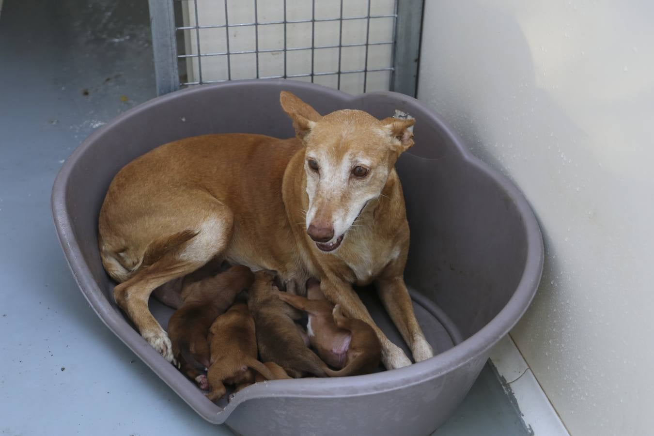 Nueva campaña de adopción de animales en el Zoosanitario