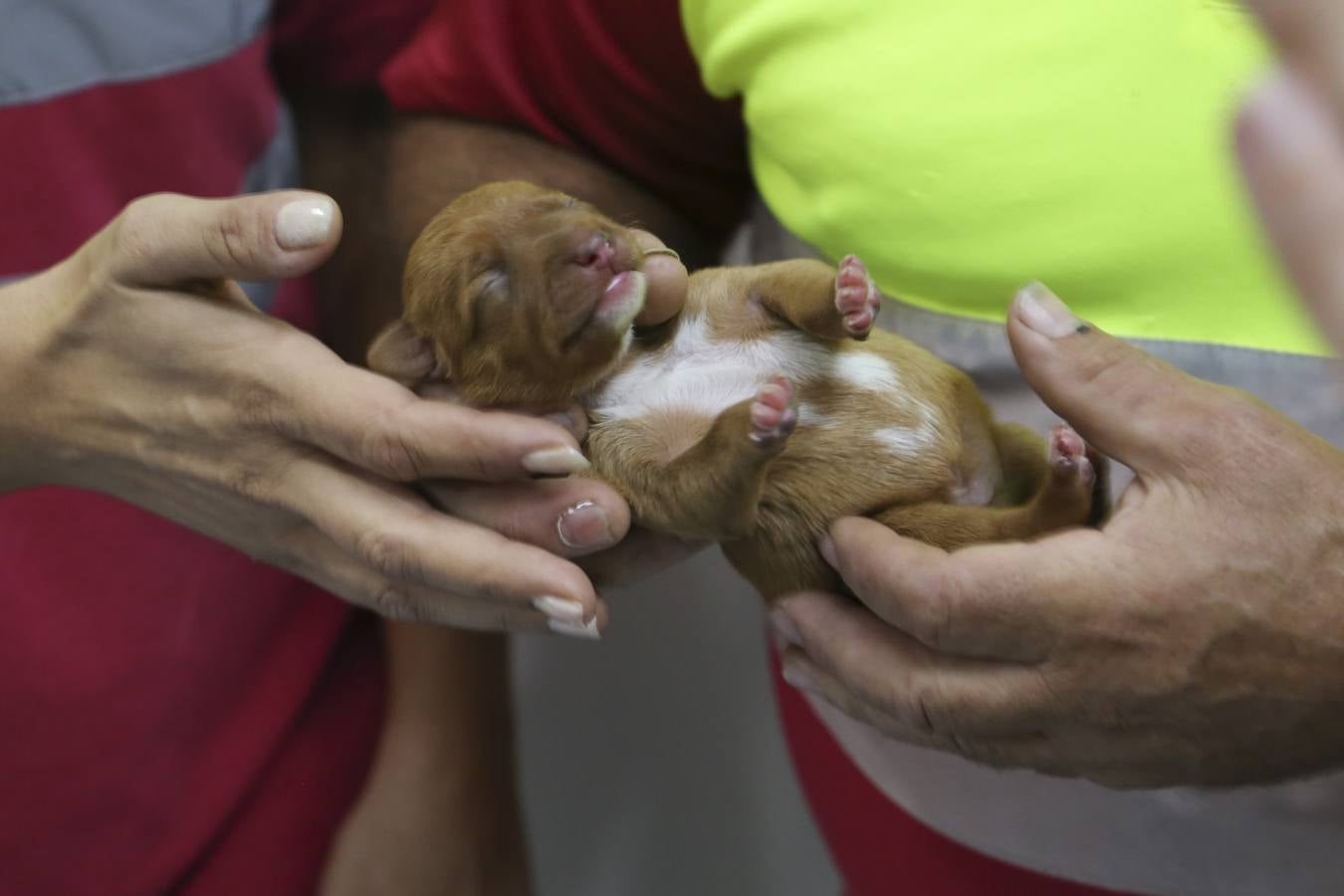 Nueva campaña de adopción de animales en el Zoosanitario