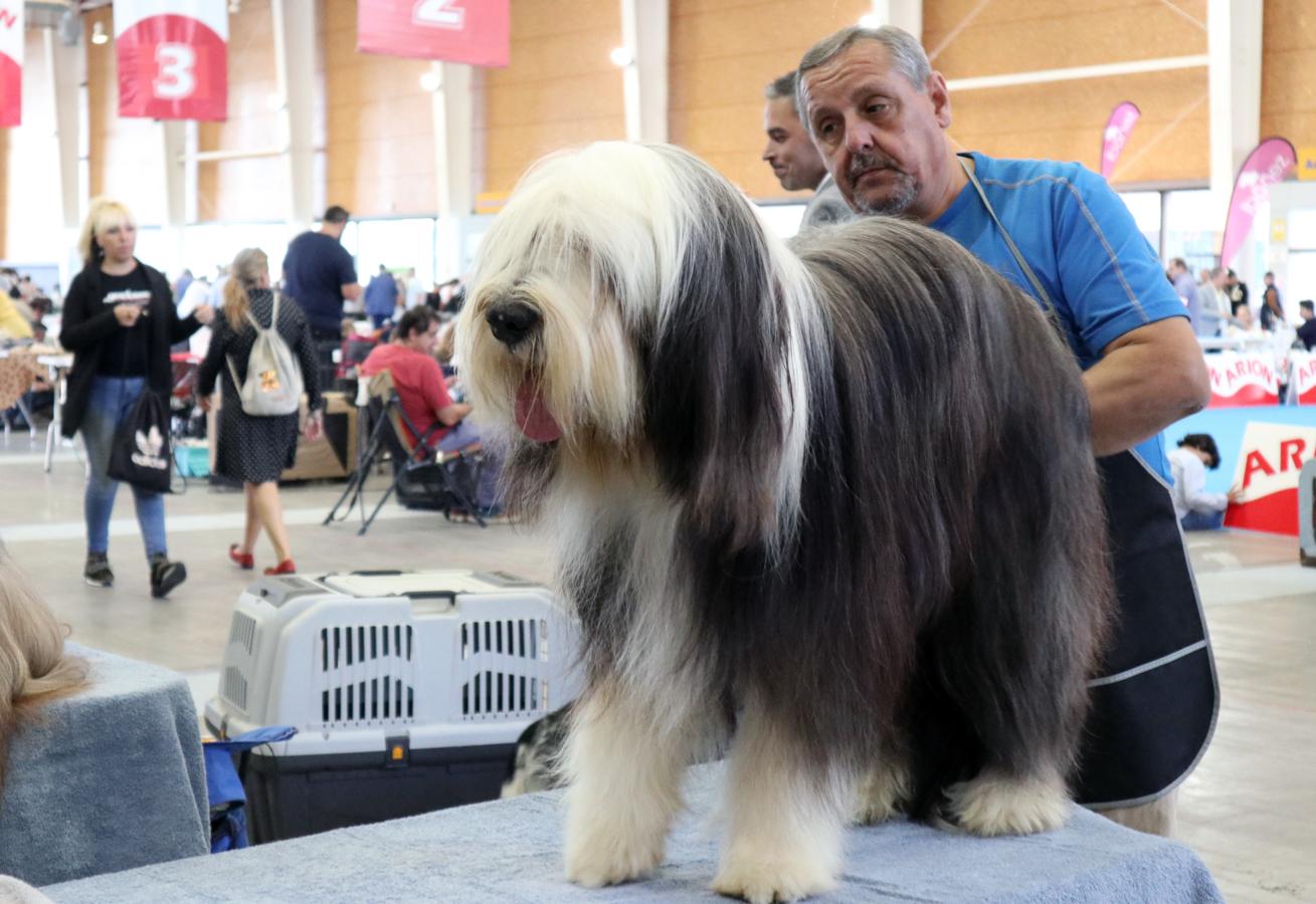 La exposición internacional canina de Otoño de Talavera, en imágenes