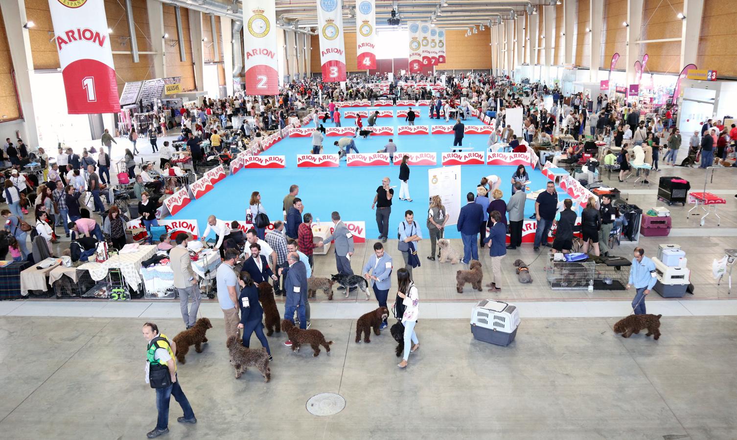 La exposición internacional canina de Otoño de Talavera, en imágenes