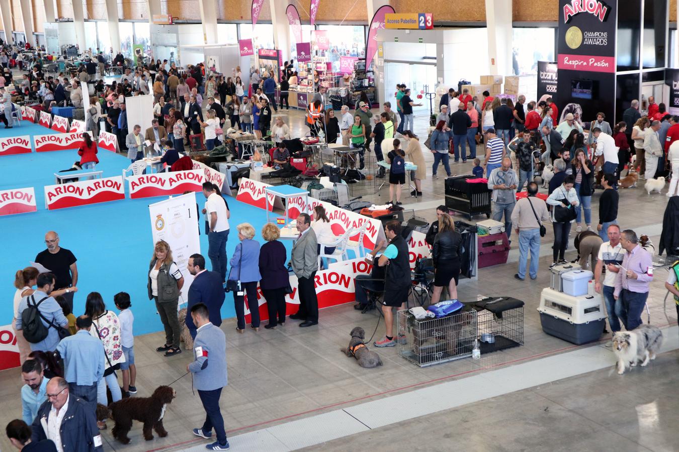 La exposición internacional canina de Otoño de Talavera, en imágenes