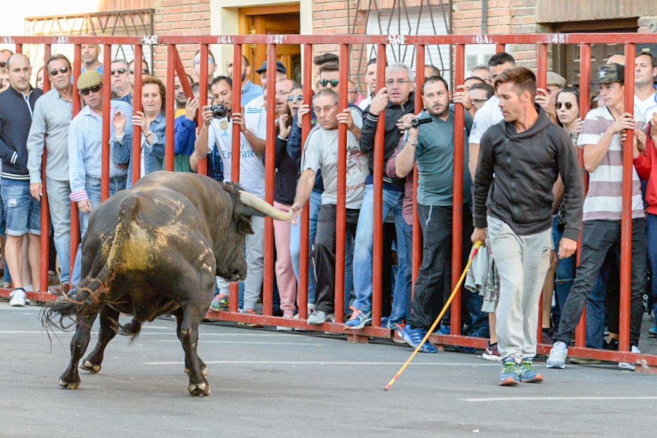 Los populares encierros de Olías del Rey, en imágenes