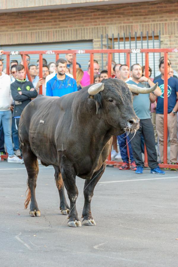 Los populares encierros de Olías del Rey, en imágenes