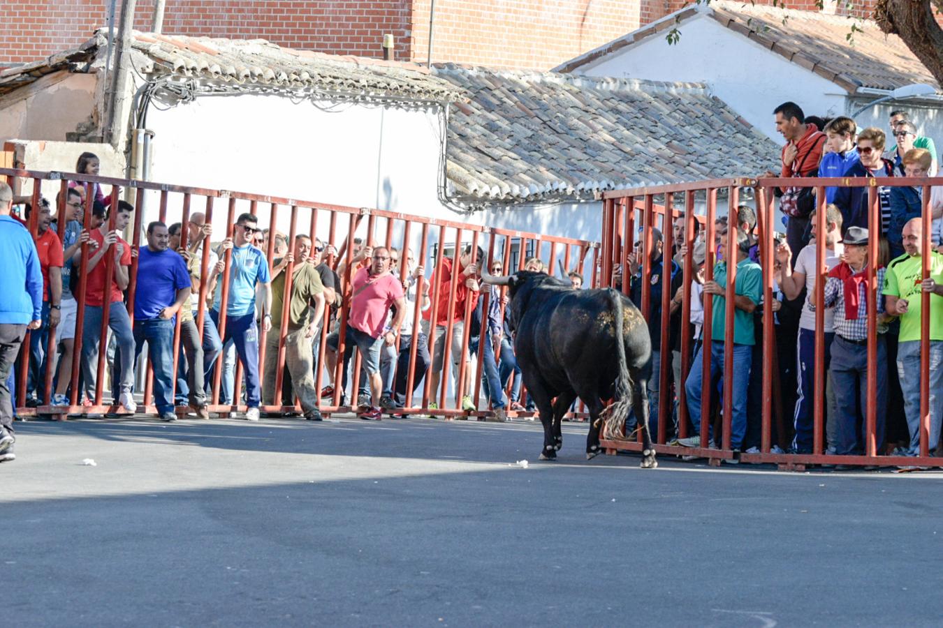 Los populares encierros de Olías del Rey, en imágenes