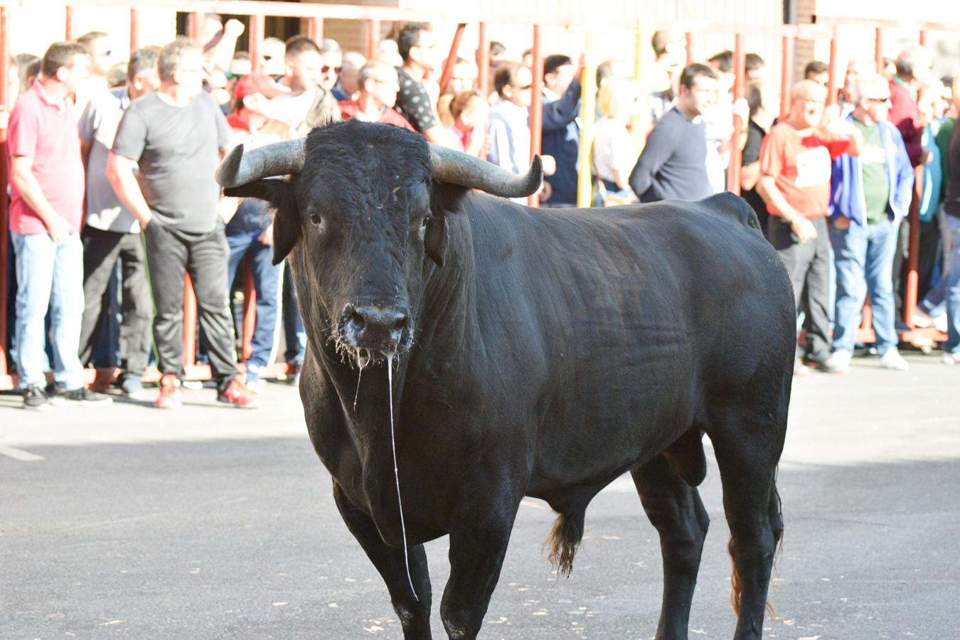 Los populares encierros de Olías del Rey, en imágenes