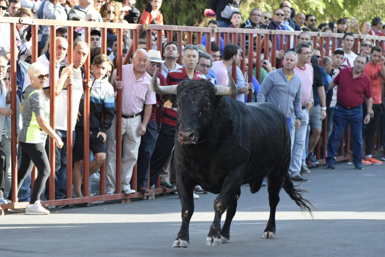 Los populares encierros de Olías del Rey, en imágenes