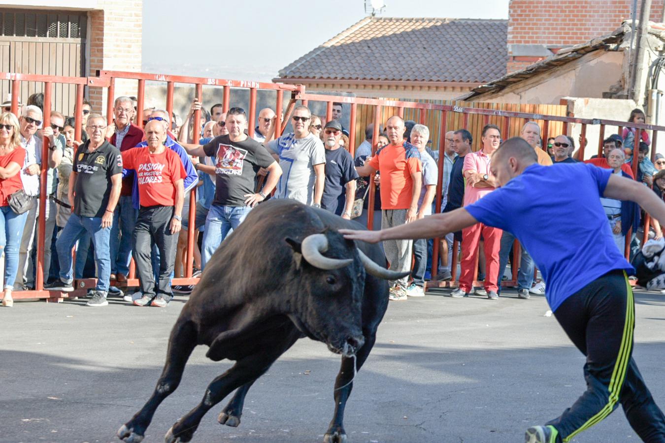 Los populares encierros de Olías del Rey, en imágenes