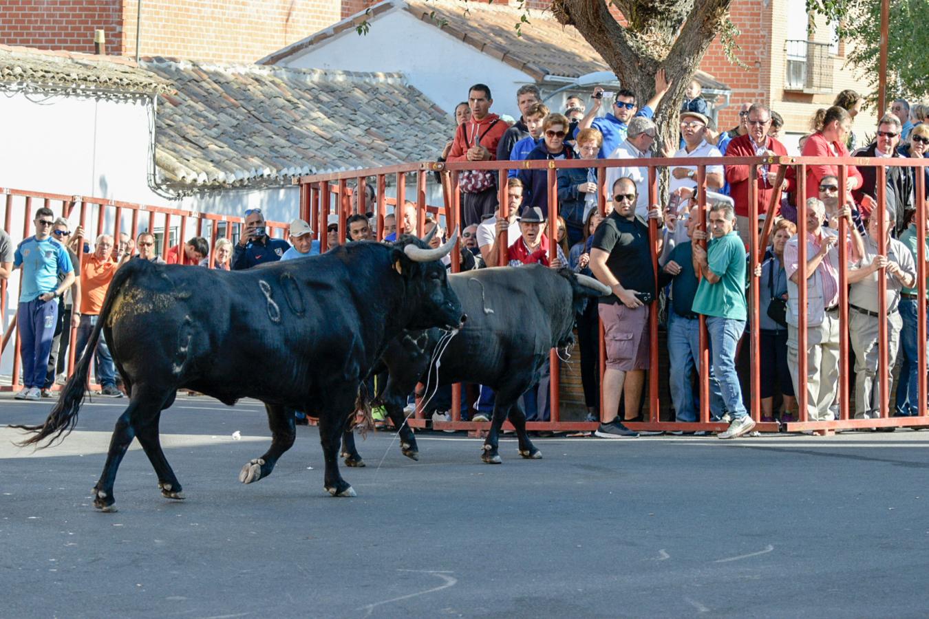 Los populares encierros de Olías del Rey, en imágenes