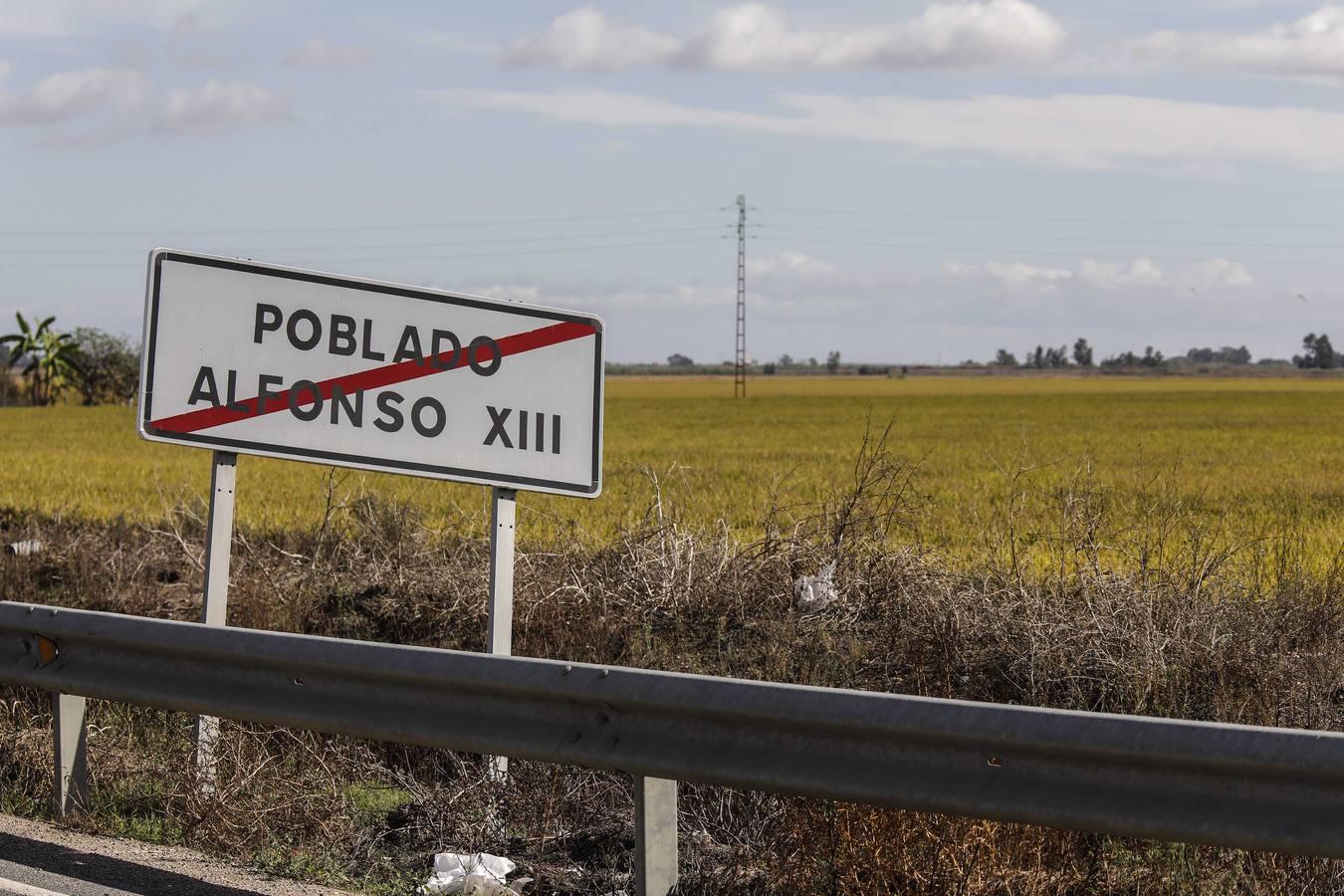 Comienza la siega en los arrozales sevillanos