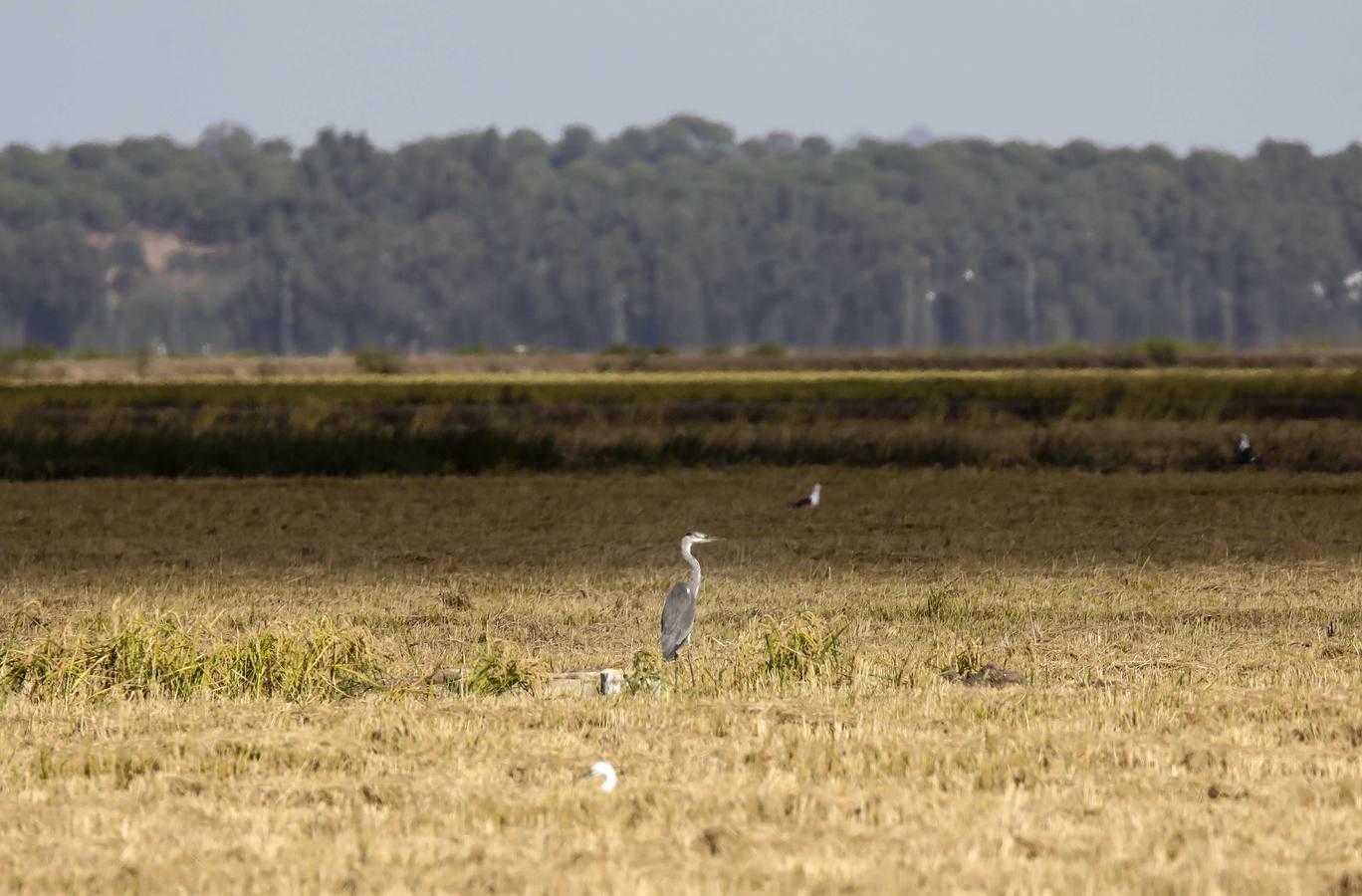 Comienza la siega en los arrozales sevillanos