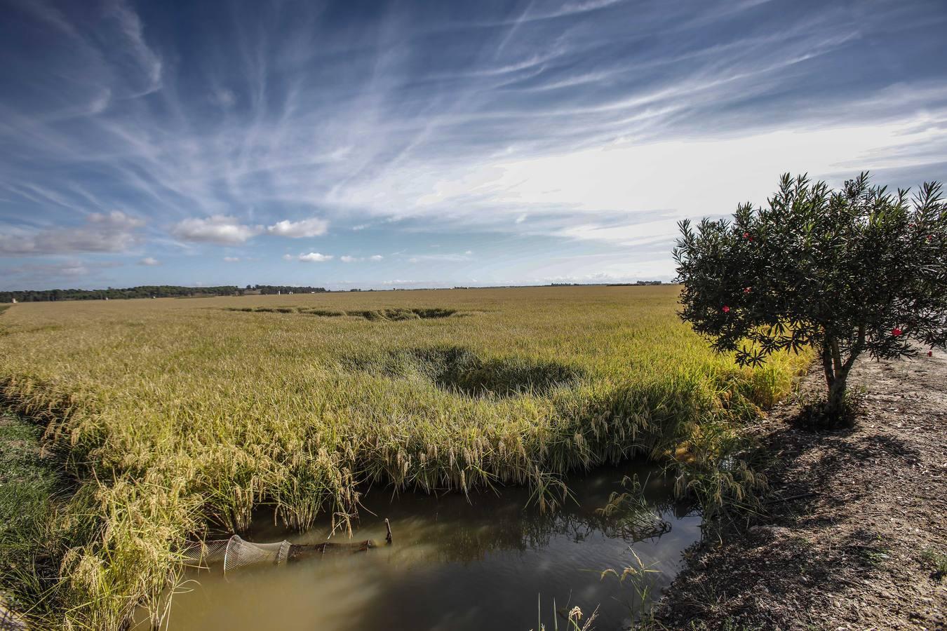 Comienza la siega en los arrozales sevillanos