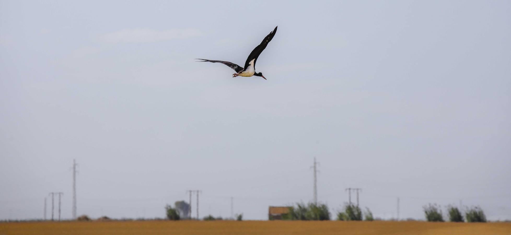 Comienza la siega en los arrozales sevillanos