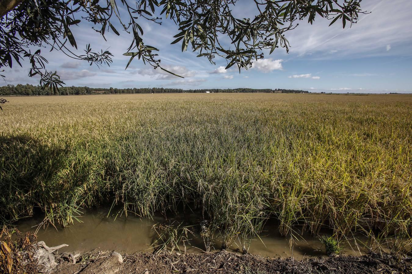 Comienza la siega en los arrozales sevillanos