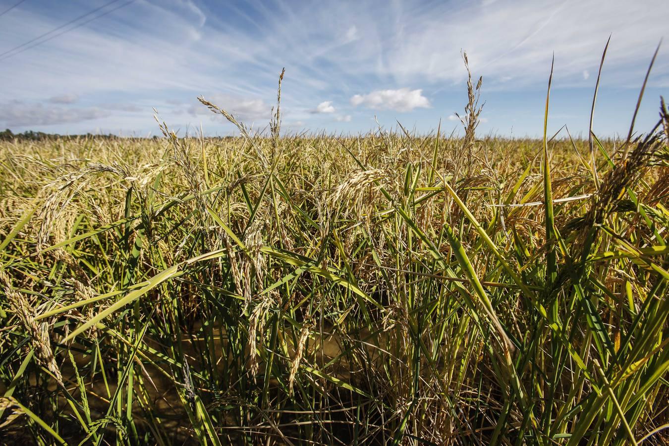 Comienza la siega en los arrozales sevillanos