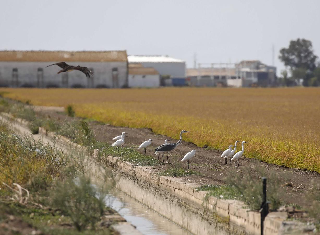 Comienza la siega en los arrozales sevillanos