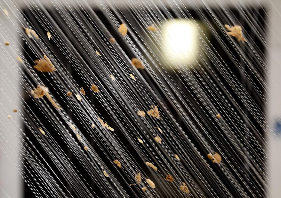 Los preparativos del Festival Flora de Córdoba, en imágenes