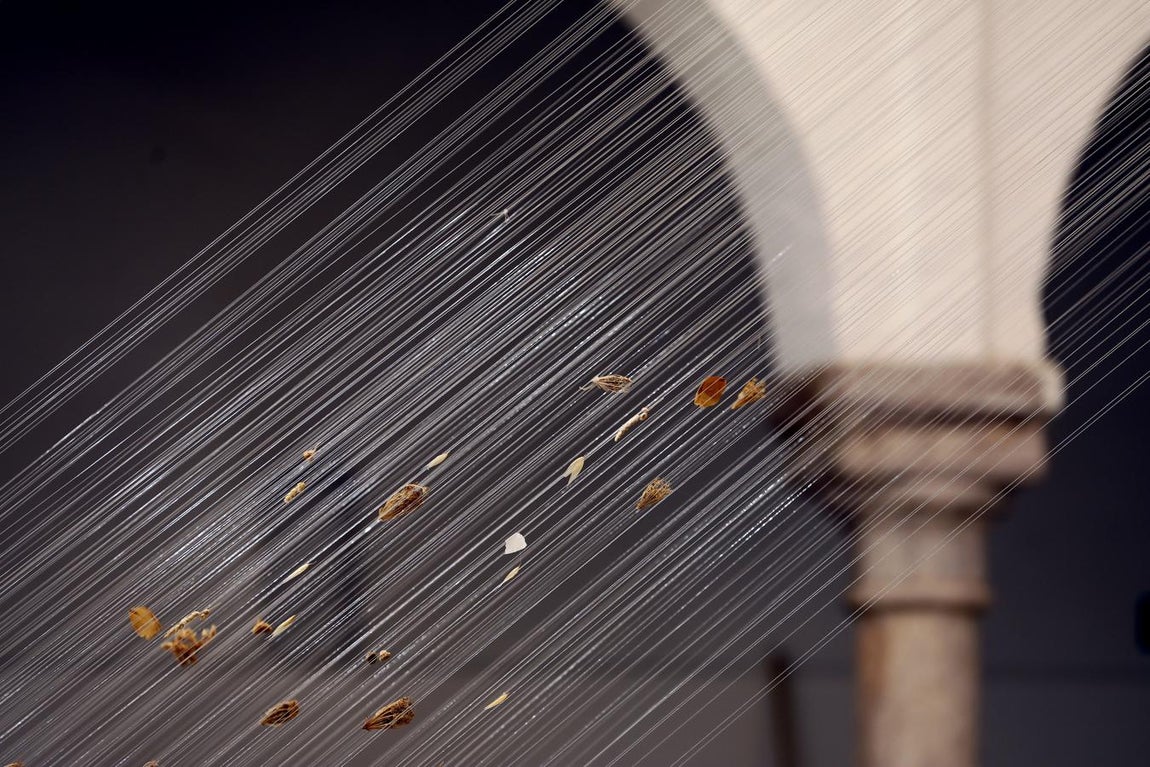 Los preparativos del Festival Flora de Córdoba, en imágenes