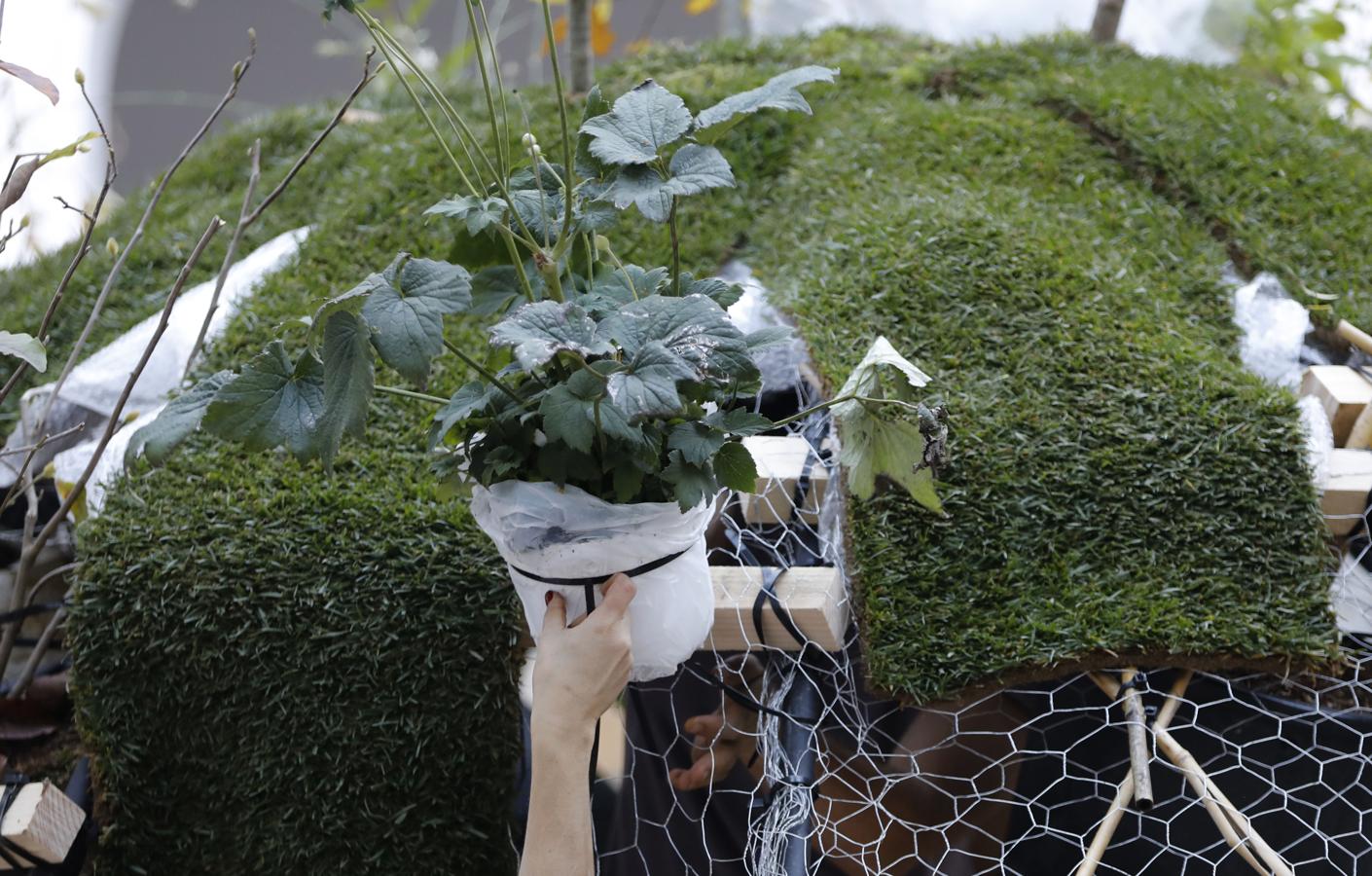 Los preparativos del Festival Flora de Córdoba, en imágenes