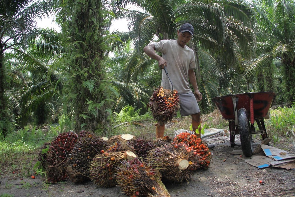 Wahono gana unas 50.000 rupias al día (3 euros) por pasarse de sol a sol recogiendo los racimos de dátiles de las palmeras, bajo un calor asfixiante o lluvias torrenciales.. 