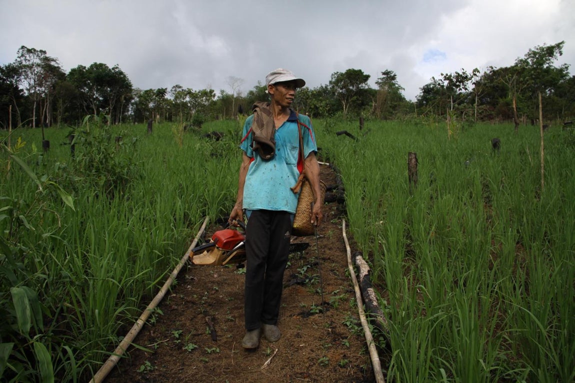 Sanusi ha cortado los árboles de su hectárea de tierra para plantar palmeras, que le reportarán algunos ingresos cuando venda los dátiles a las compañías del aceite. «Del bosque no se come», dice sierra en mano.. 