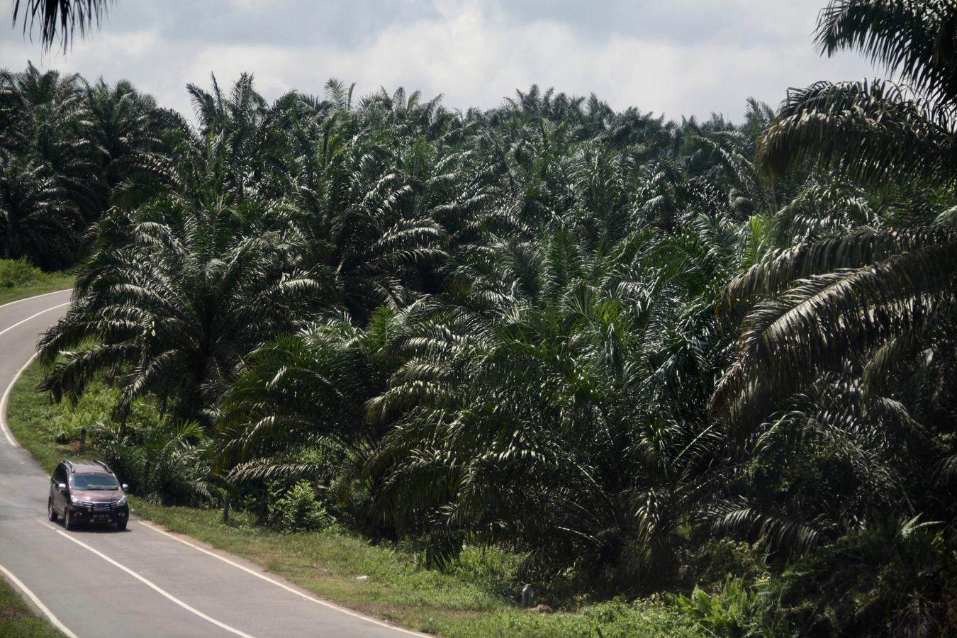 De los 200 kilómetros que separan la ciudad de Pangkalan Bin de la aldea de Lopus, unos 125 están ocupados por plantaciones de palmeras a ambos lados de la carretera.. 