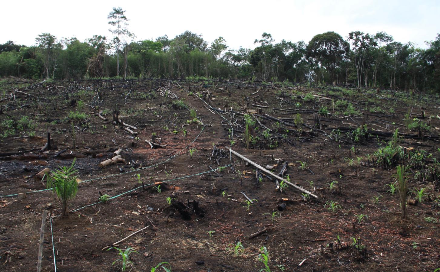 Para cultivarlas ellos mismo o alquilárselas y vendérselas a las grandes compañías aceiteras, los campesinos de Borneo queman las junglas y talan los árboles con el fin de sembrarlas de palmeras.. 