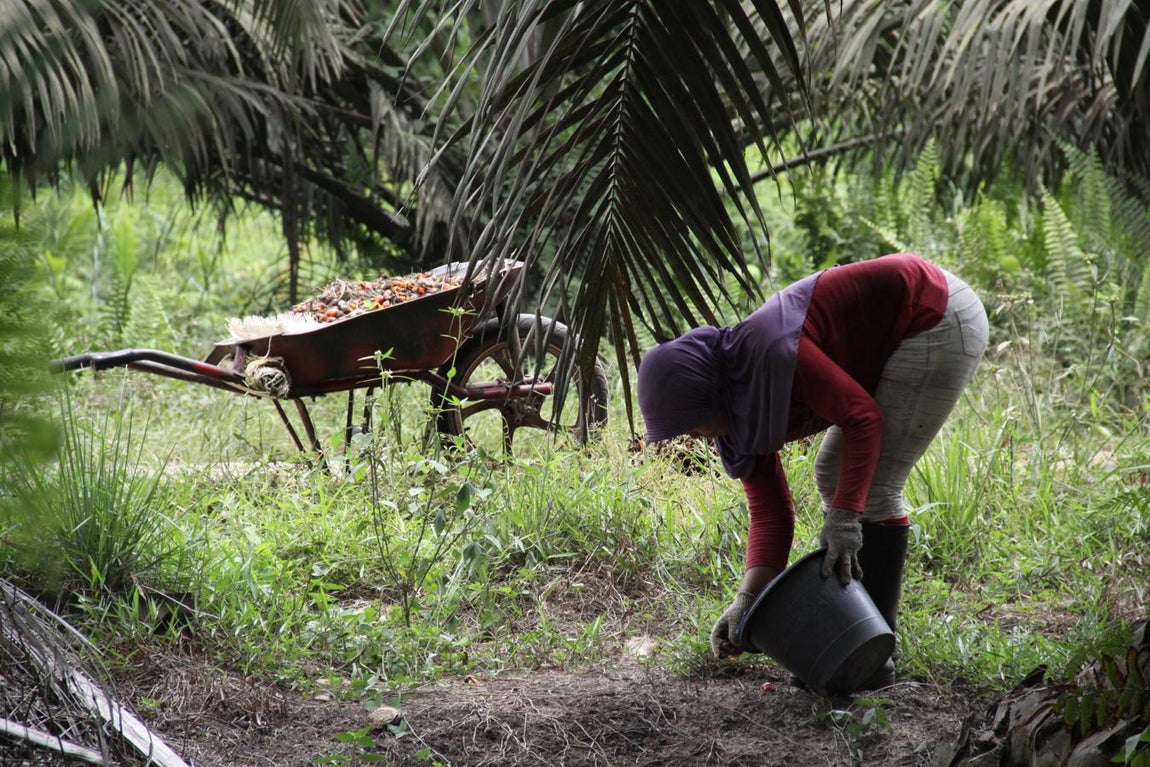 Netty recoge los dátiles desperdigados por la tierra. Como nunca cumple su objetivo de llenar 42 cubetas de cinco kilos, por el que cobraría 109.000 rupias (6 euros), cada día se saca solo 40.000 rupias (2,2 euros) por jornadas de trabajo extenuantes.. 