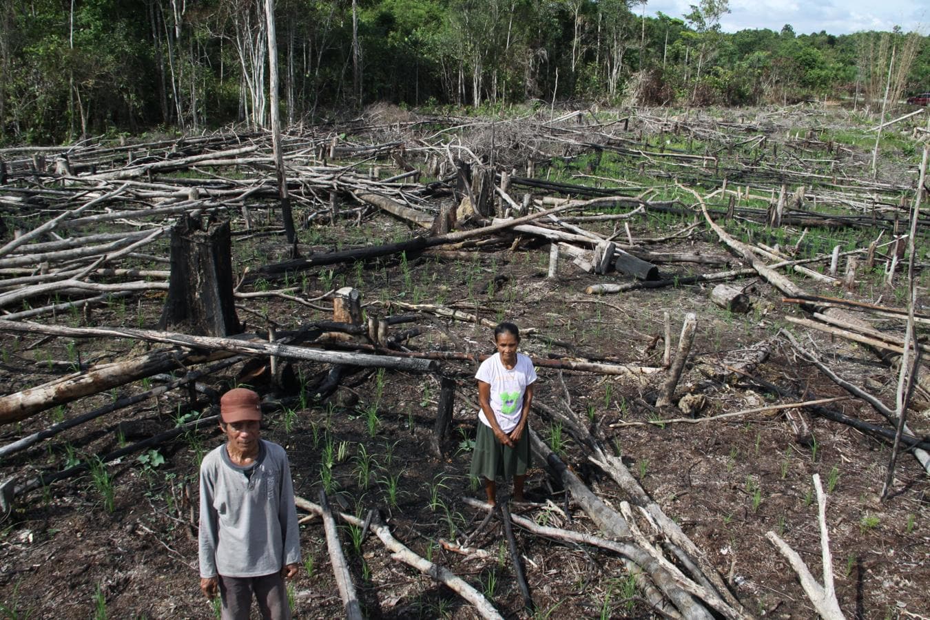 Biren y Enui, muy mayores para trabajar en una plantación de aceite de palma, han talado los árboles de sus dos hectáreas de tierra para cultivarlas. La deforestación es uno de los mayores problemas que sufre Indonesia.. 