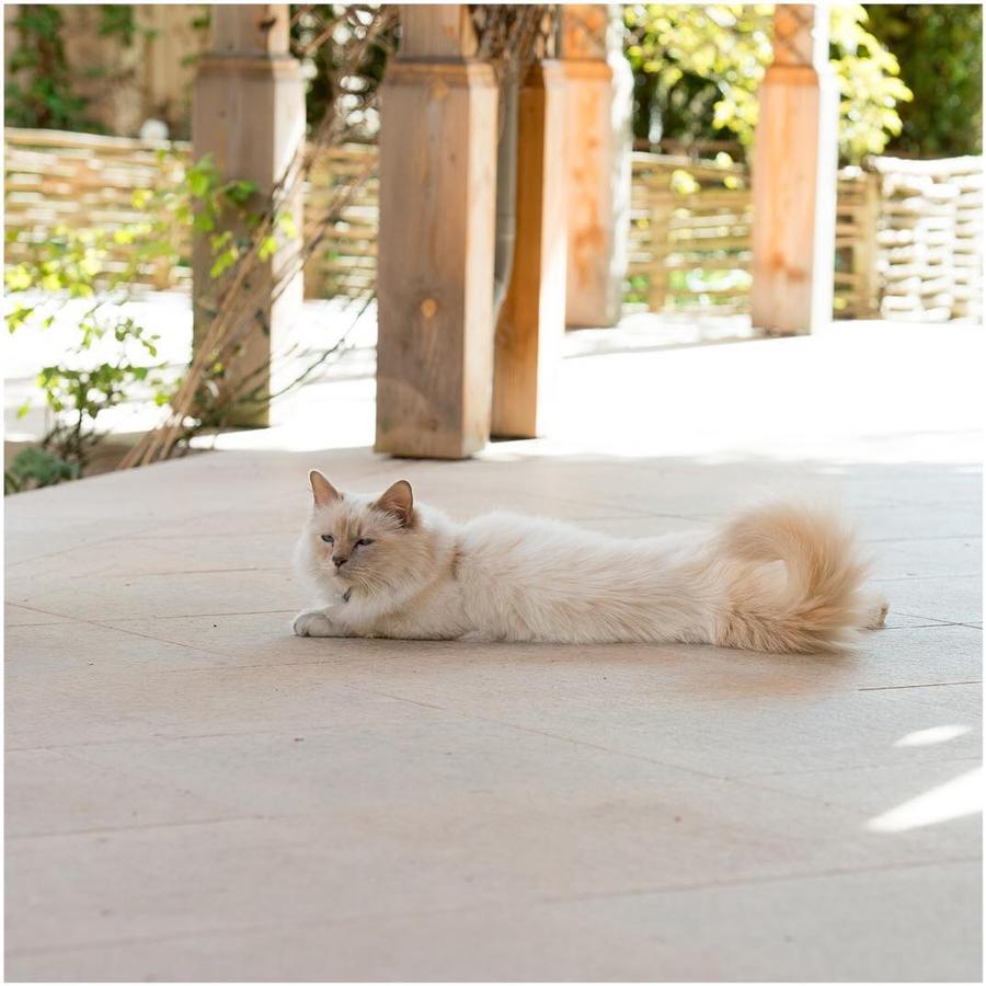 Pet Friendly. El lujoso complejo acoge a las mascotas con el mismo cariño que a sus dueños