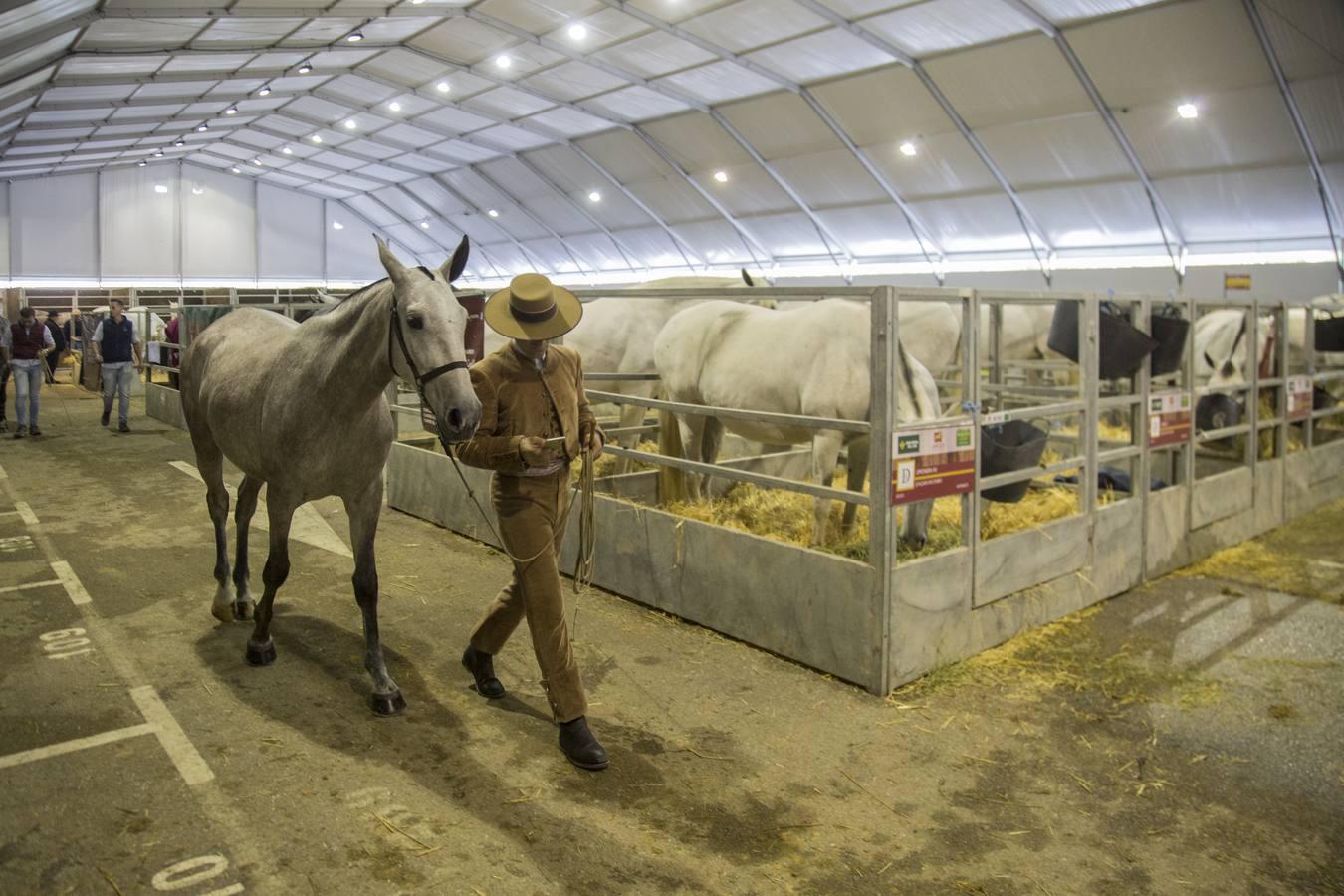 Arranca el Salón Internacional del Caballo