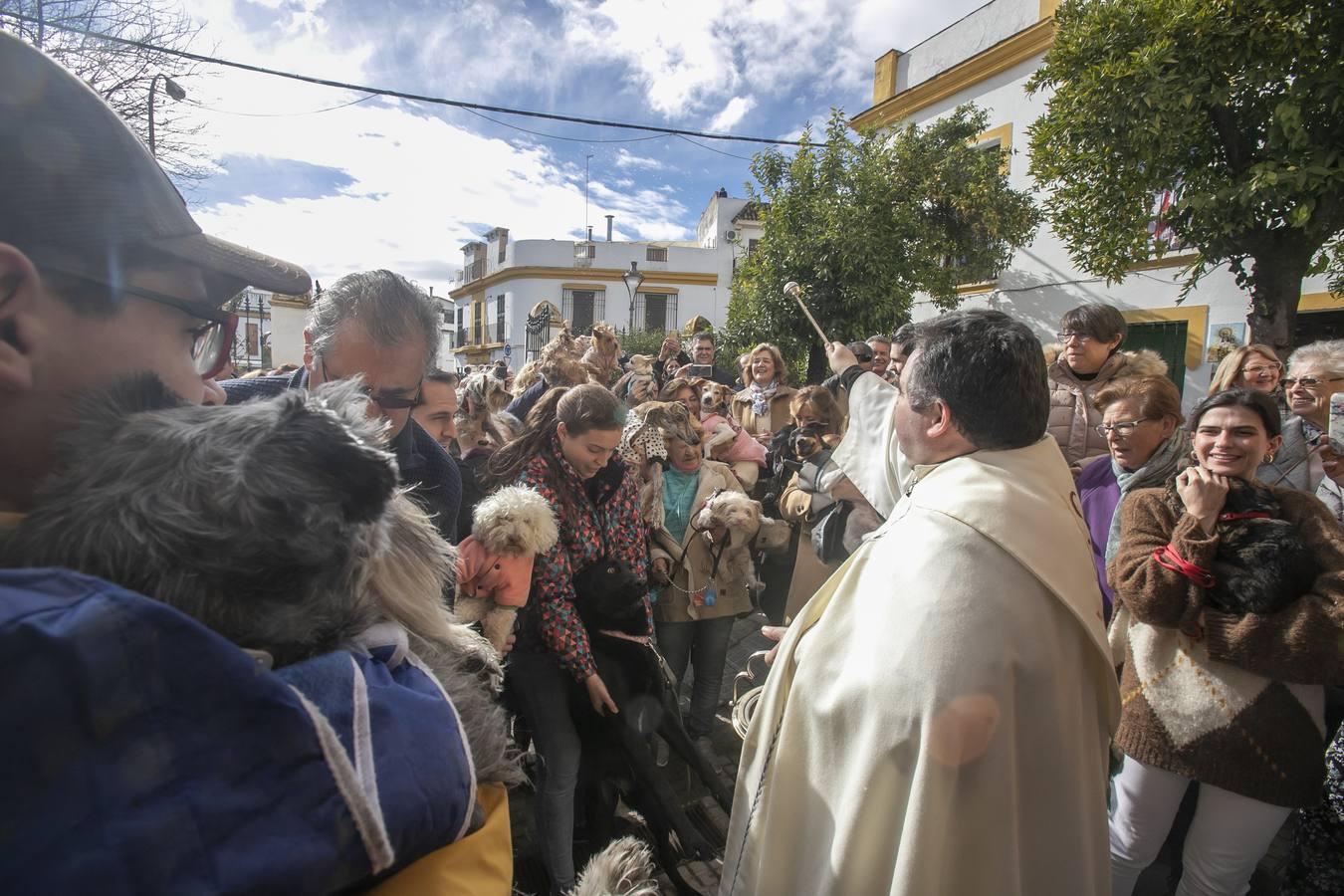 La celebración del día de San Antón en Córdoba