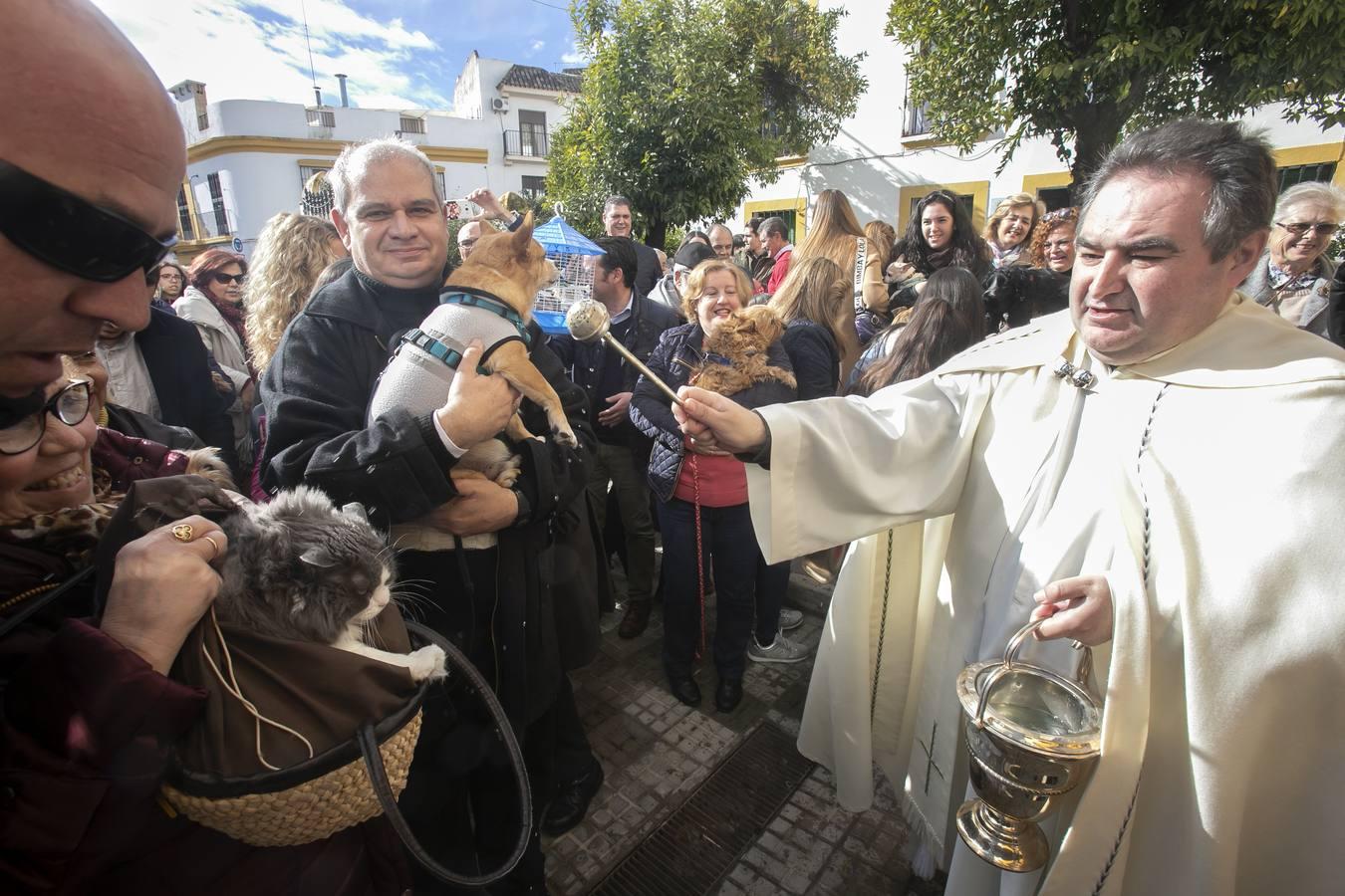 La celebración del día de San Antón en Córdoba