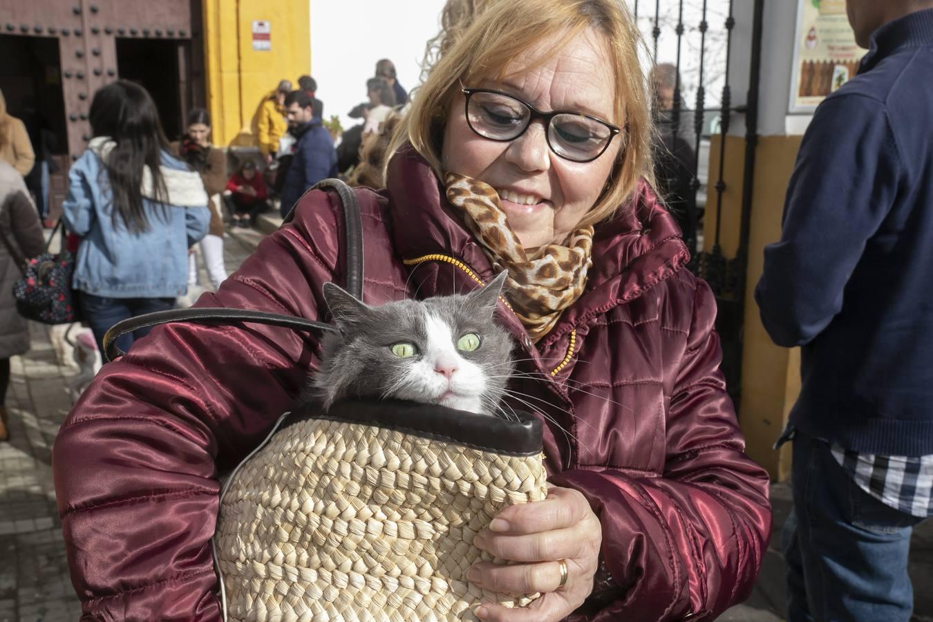 La celebración del día de San Antón en Córdoba