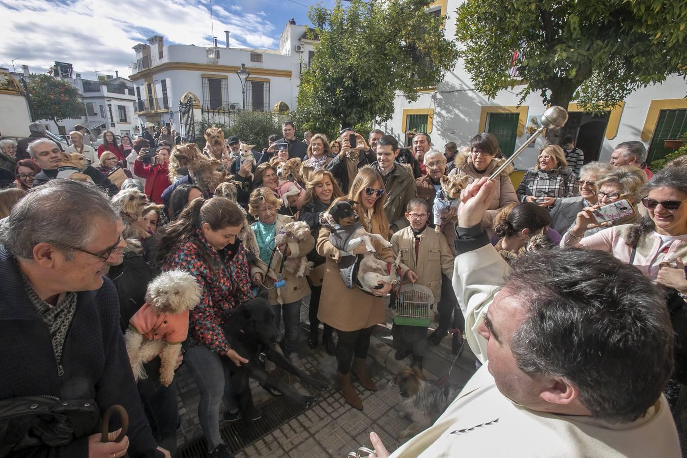 La celebración del día de San Antón en Córdoba