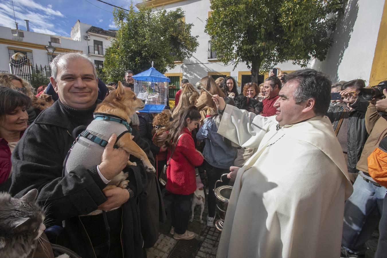 La celebración del día de San Antón en Córdoba