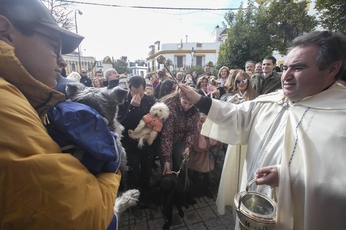 La celebración del día de San Antón en Córdoba