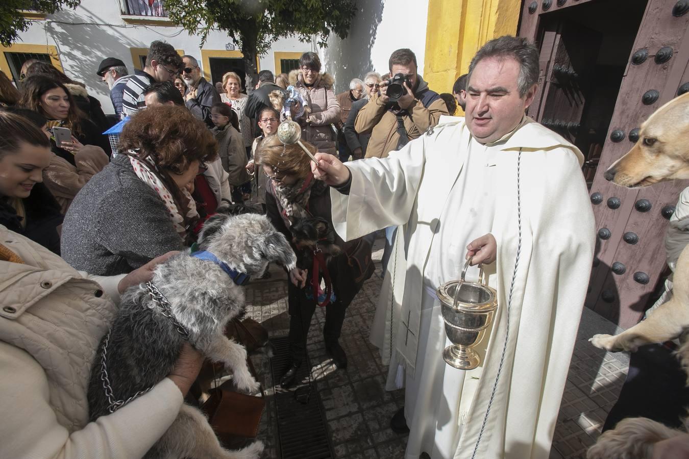 La celebración del día de San Antón en Córdoba