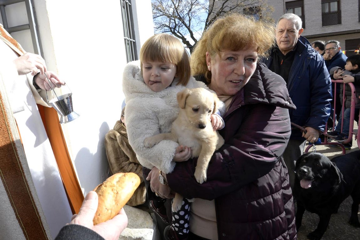 Bendición de animales en la iglesia de san Antón