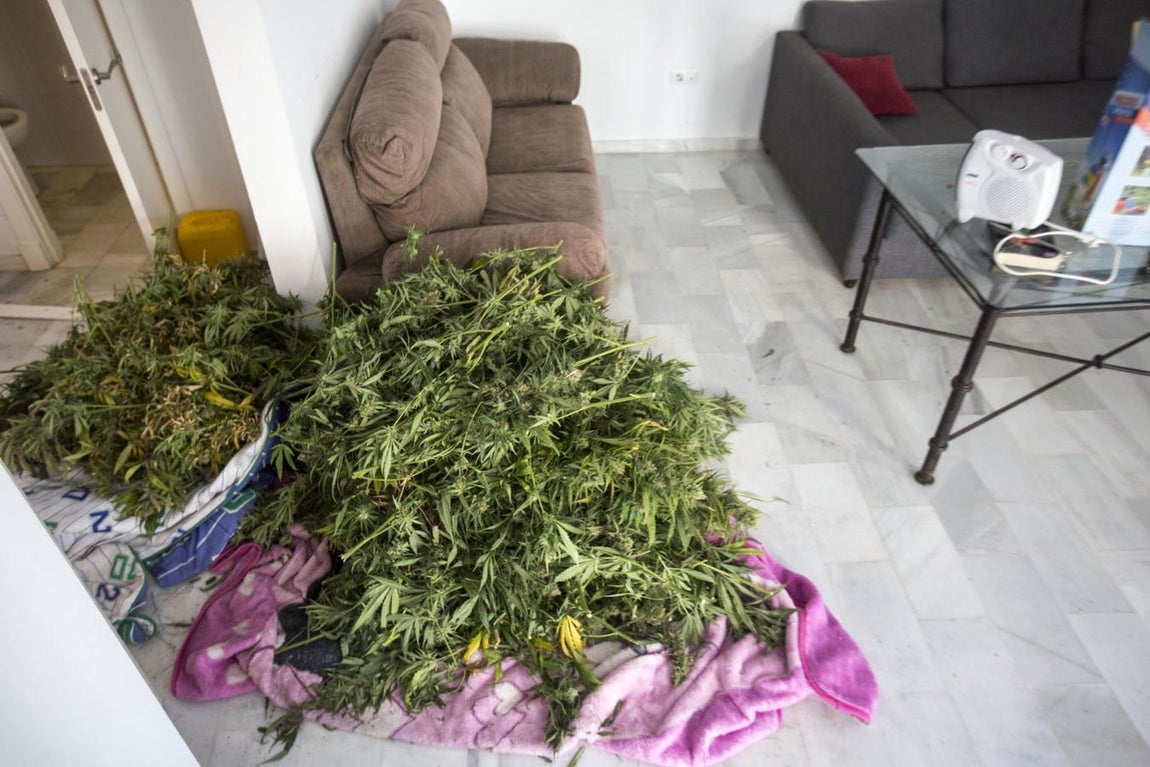 La Policía Nacional desmantela un cultivo de marihuana en Puerto Real