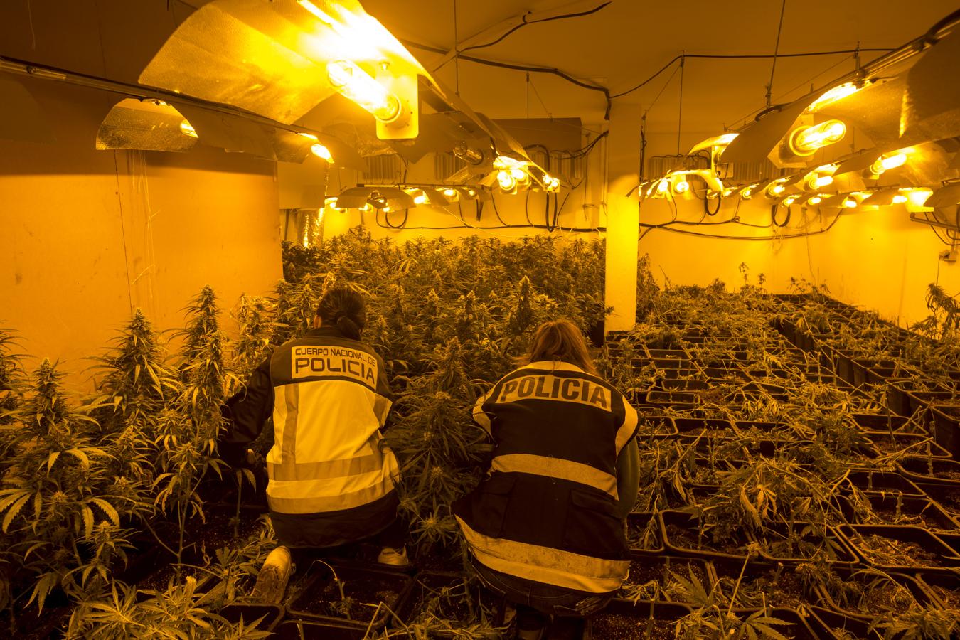 La Policía Nacional desmantela un cultivo de marihuana en Puerto Real