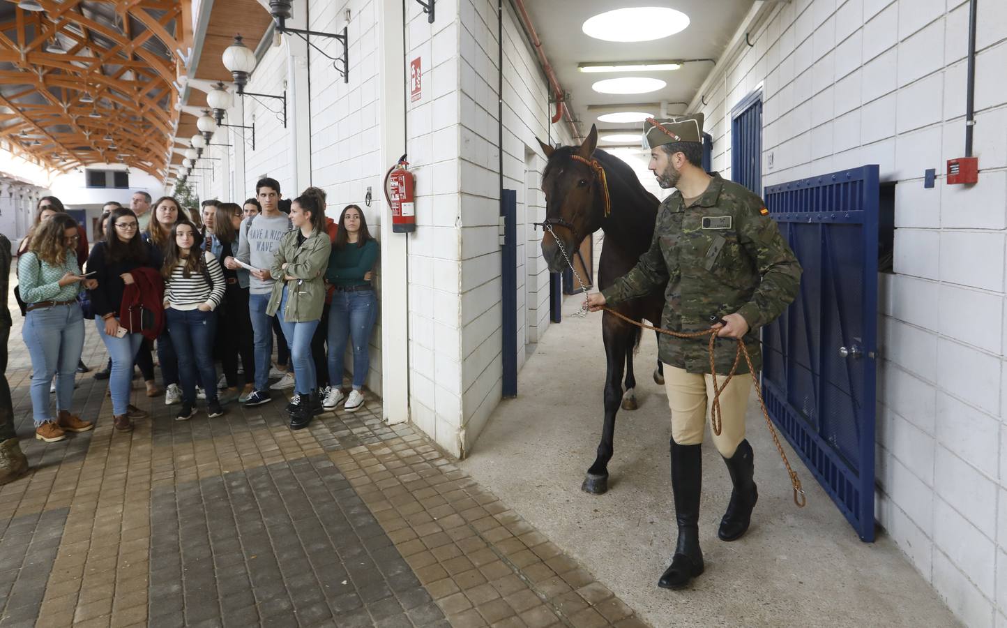 La llegada de caballos sementales de Écija a la Universidad de Córdoba, en imágenes