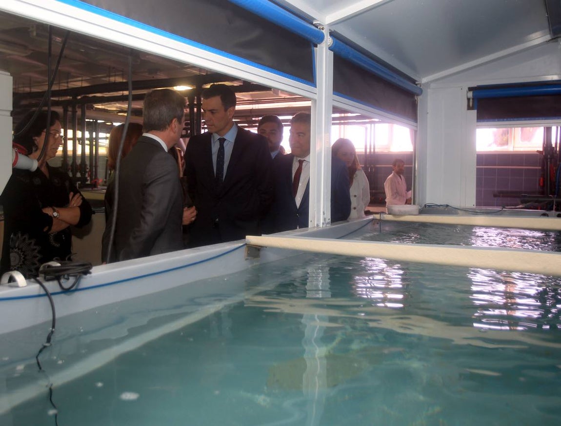 Las fotos de la visita de Pedro Sánchez a Cádiz