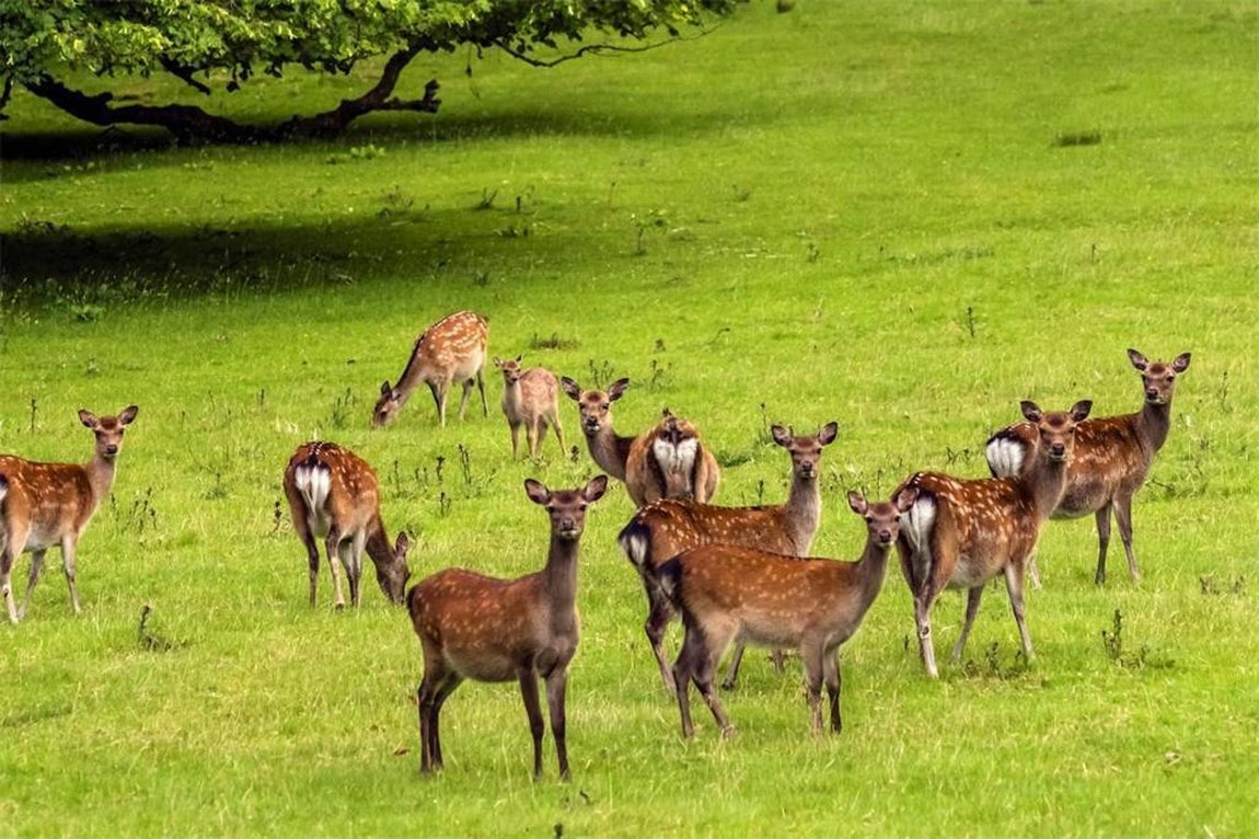 Luggala Lodge. La reserva no solo se alquiló a célebres personalidades, también fue el escenario de la conocida serie de televisión "Vikings". Aunque en la ficción ubican sus escenarios en Escandinavia, la realidad es que sus productores prefirieron nutrirse de los idílicos parajes irlandeses y los beneficios fiscales que les brindaba la región