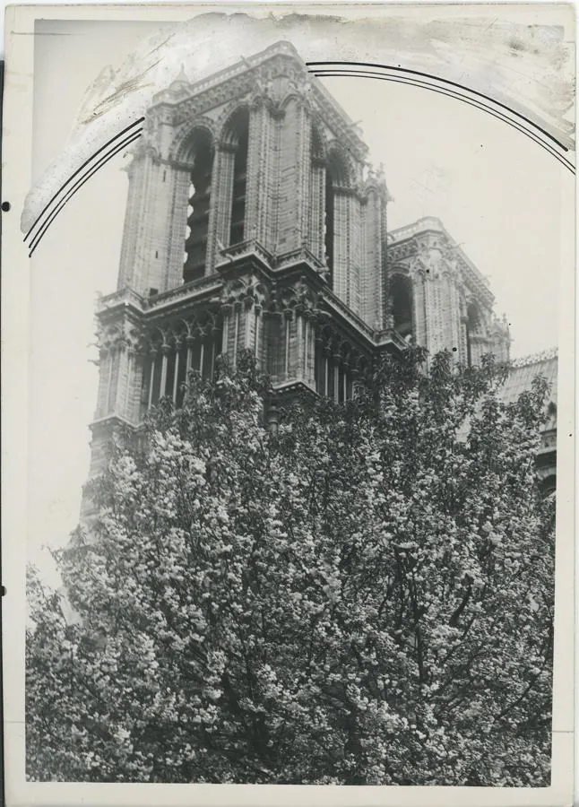 Las torres de la catedral de Notre Dame con los arboles cercanos en flor. 
