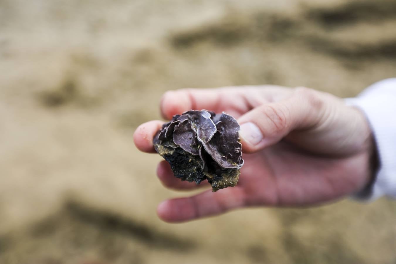 La biodiversidad de La Caleta