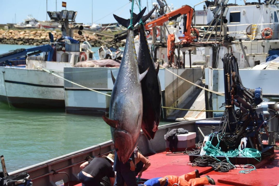 FOTOS: Vuelven los atunes con la primera &#039;levantá&#039; de 2019